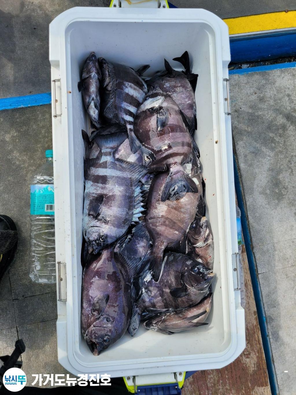 F1353049C1.jpg