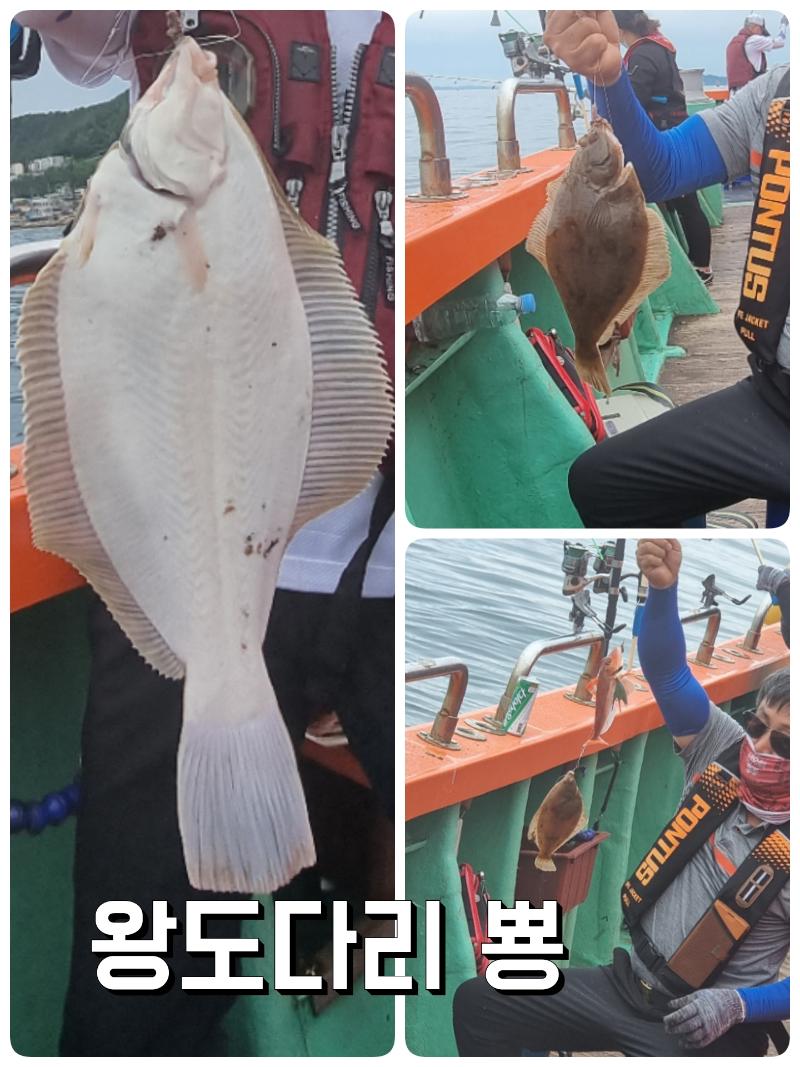도다리 참소주아니고 참가자미! 오늘편! 금 토 일 나갑니다~♡ 뉴대양호