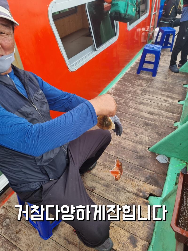 도다리 참소주아니고 참가자미! 오늘편! 금 토 일 나갑니다~♡ 뉴대양호