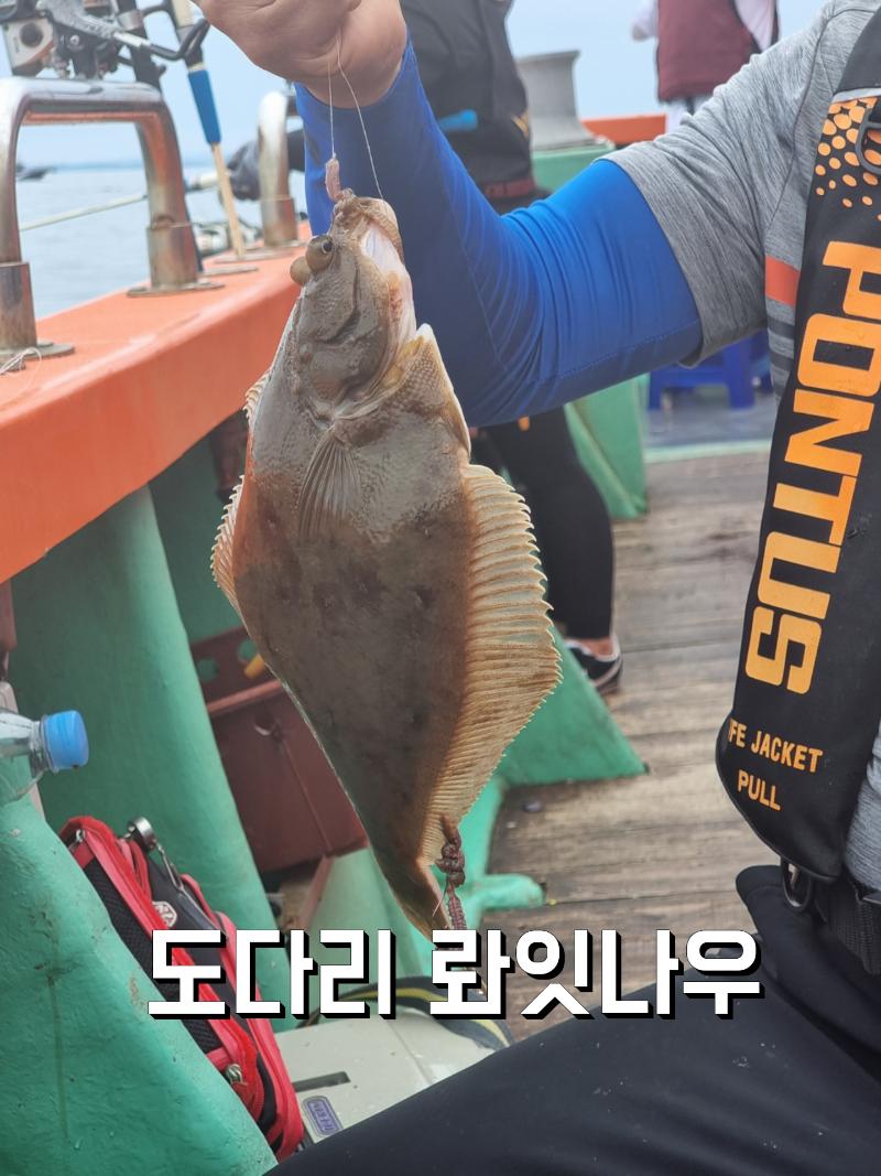 도다리 참소주아니고 참가자미! 오늘편! 금 토 일 나갑니다~♡ 뉴대양호