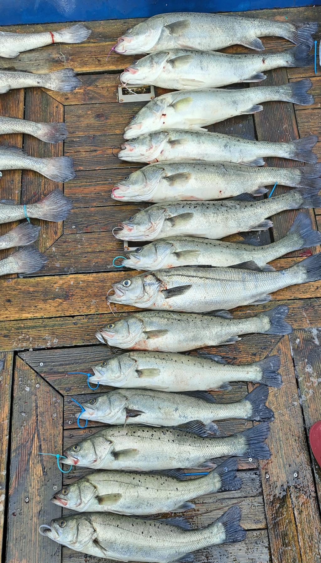 낚시뚜,민어,농어,격포,격포 새천년호,낚시뚜2