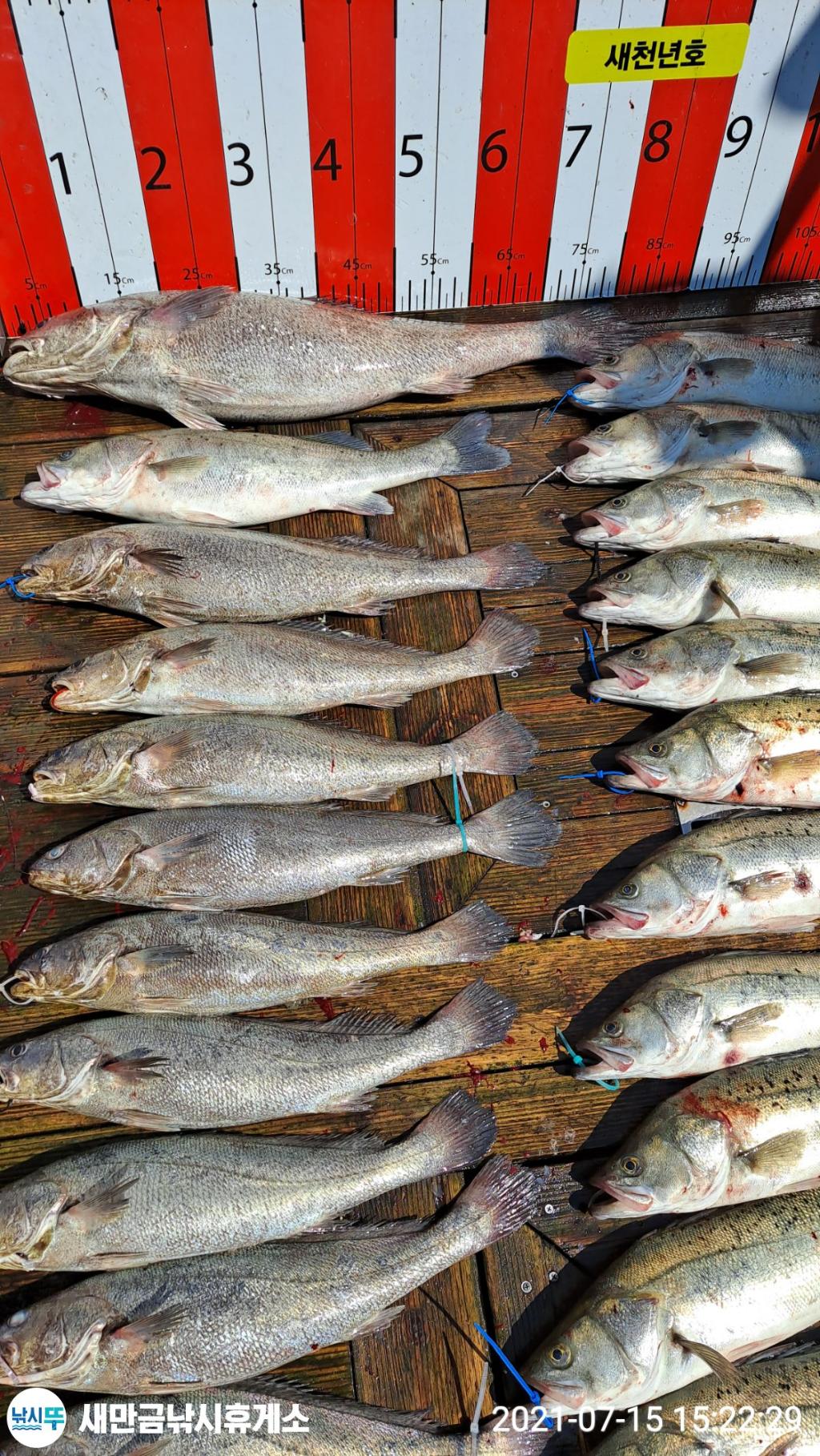 낚시뚜,민어,농어,격포,격포 새천년호,낚시뚜3