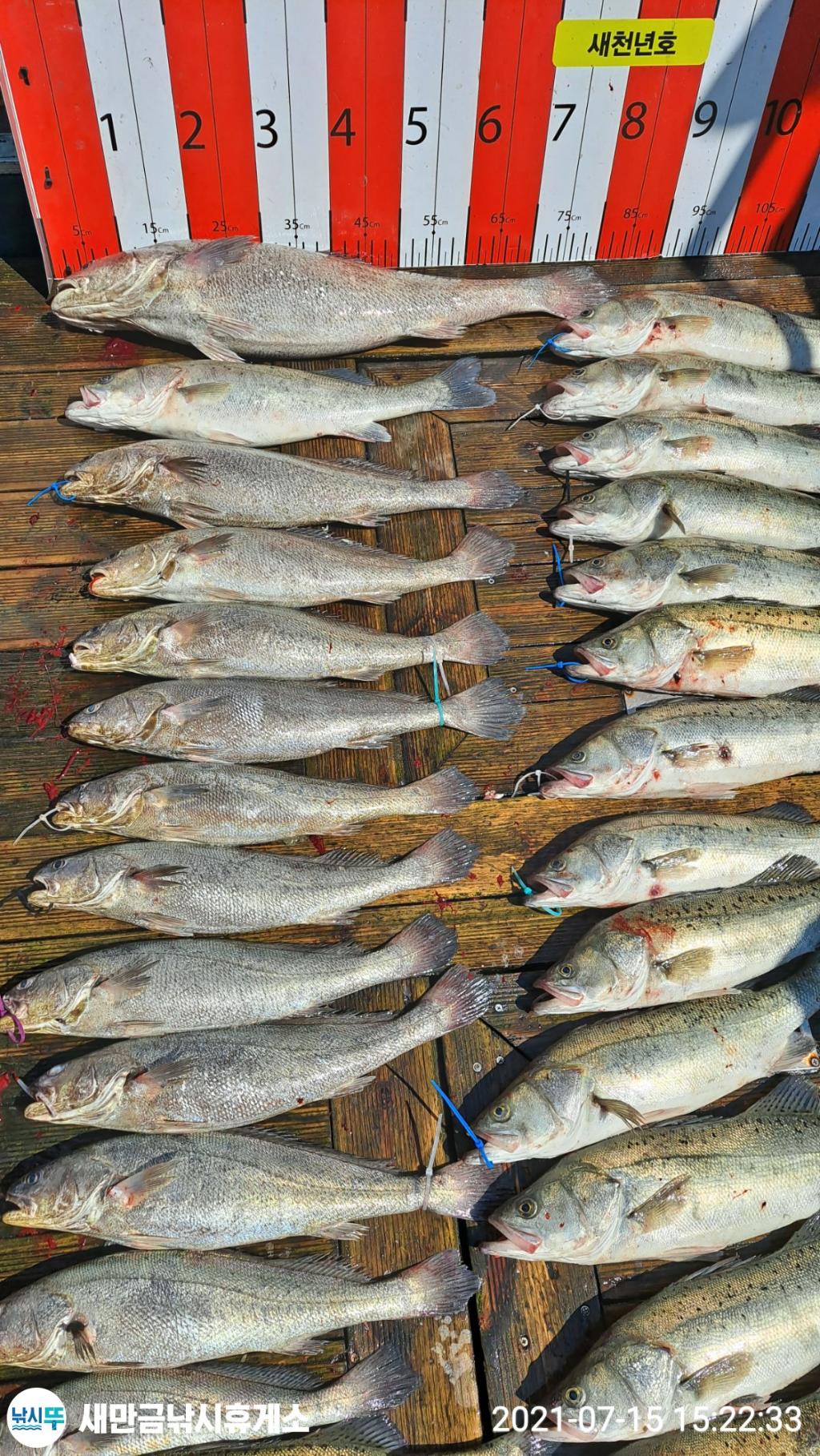 낚시뚜,민어,농어,격포,격포 새천년호,낚시뚜2
