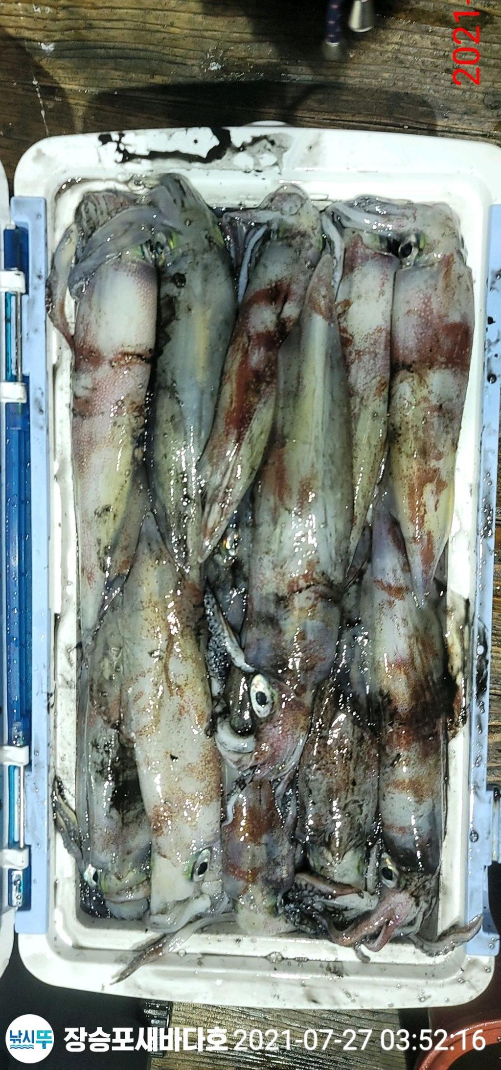 거제 새바다호 월요일 밤 한치조황입니다