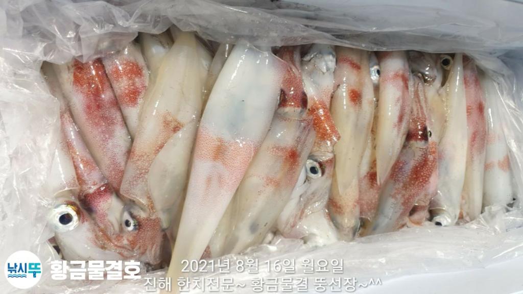 (南)남해조황 - 갈치가라~!! 한치 마릿수팍팍 빨리오이소~