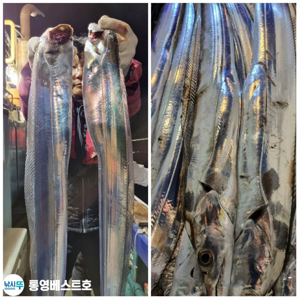 낚시뚜,갈치,풍화중부마을,통영 베스트호,낚시뚜9