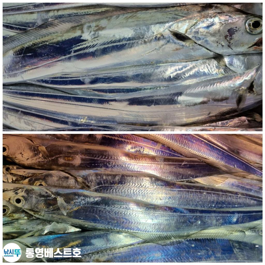 낚시뚜,갈치,풍화중부마을,통영 베스트호,낚시뚜11