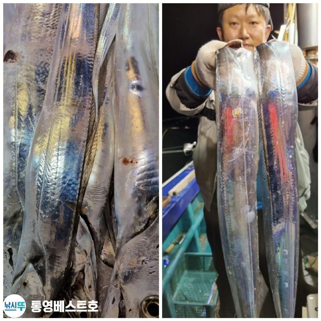 낚시뚜,갈치,풍화중부마을,통영 베스트호,낚시뚜6