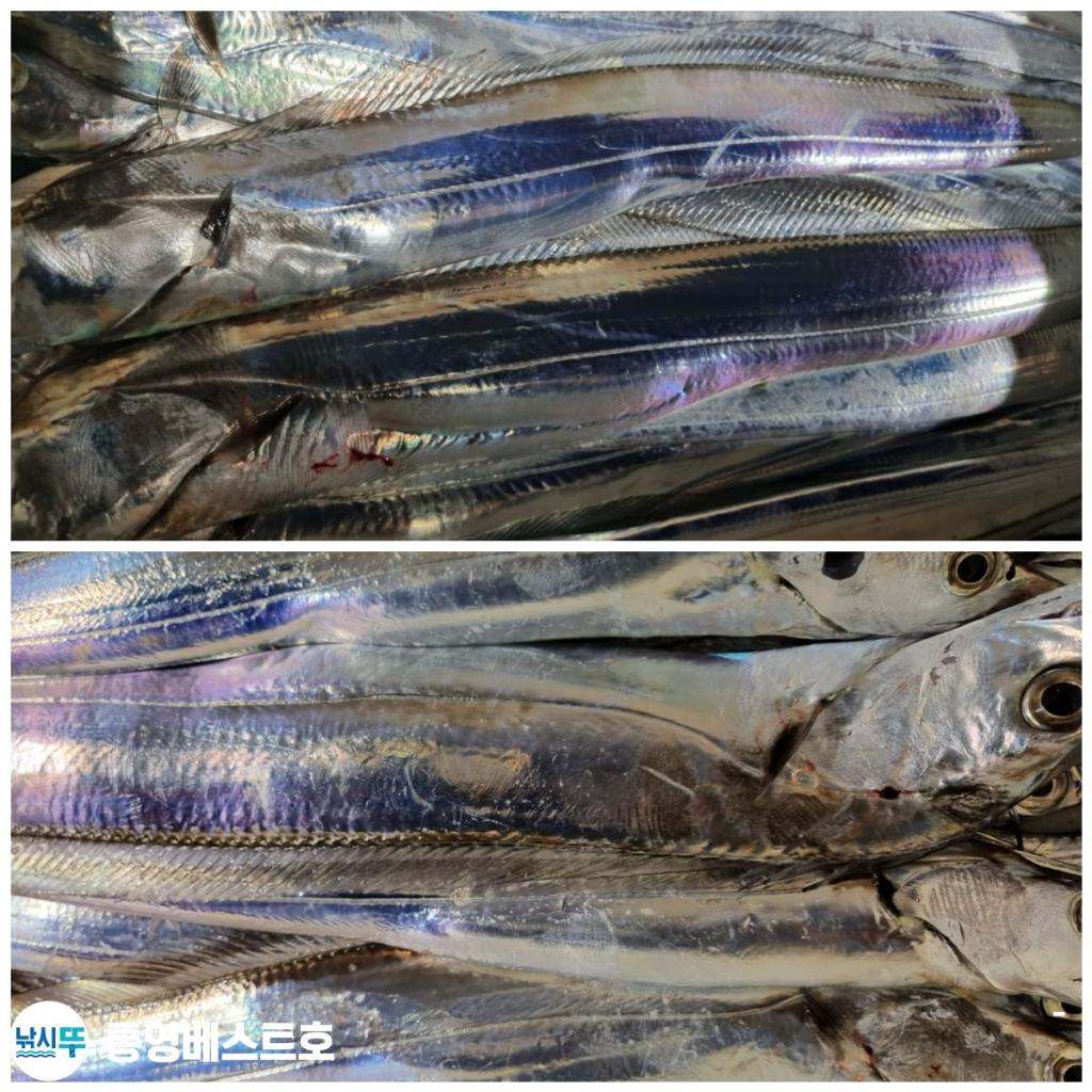 낚시뚜,갈치,풍화중부마을,통영 베스트호,낚시뚜5