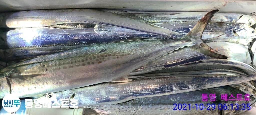 낚시뚜,갈치,풍화중부마을,통영 베스트호,낚시뚜20