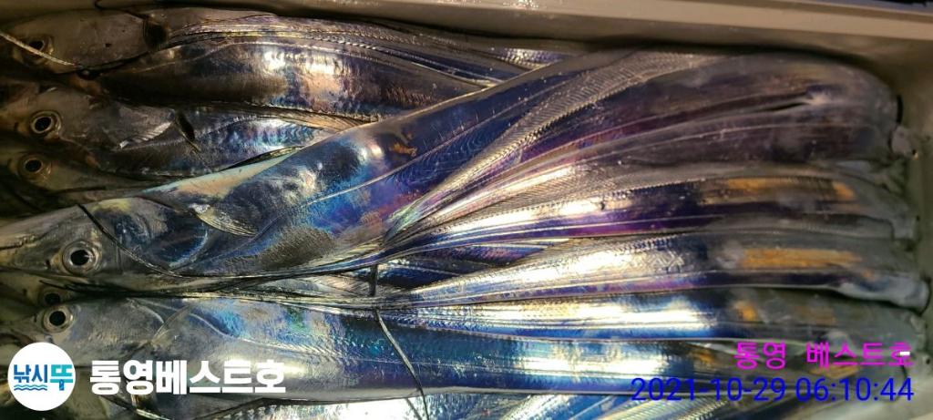 낚시뚜,갈치,풍화중부마을,통영 베스트호,낚시뚜17