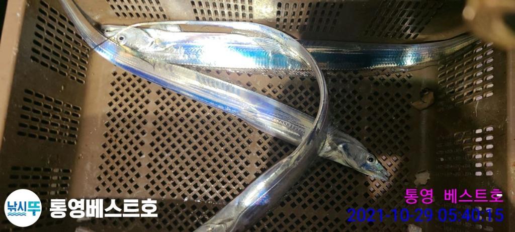 낚시뚜,갈치,풍화중부마을,통영 베스트호,낚시뚜14