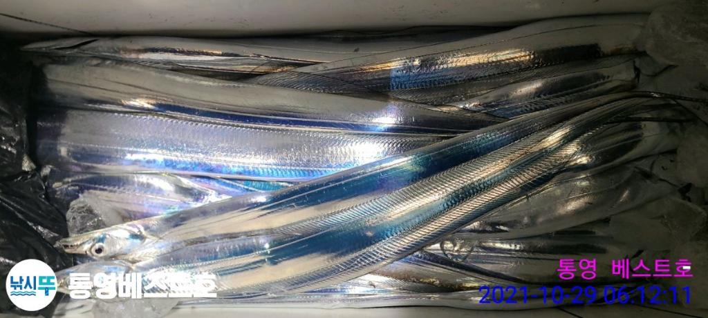 낚시뚜,갈치,풍화중부마을,통영 베스트호,낚시뚜13