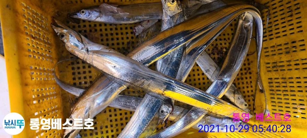 낚시뚜,갈치,풍화중부마을,통영 베스트호,낚시뚜12