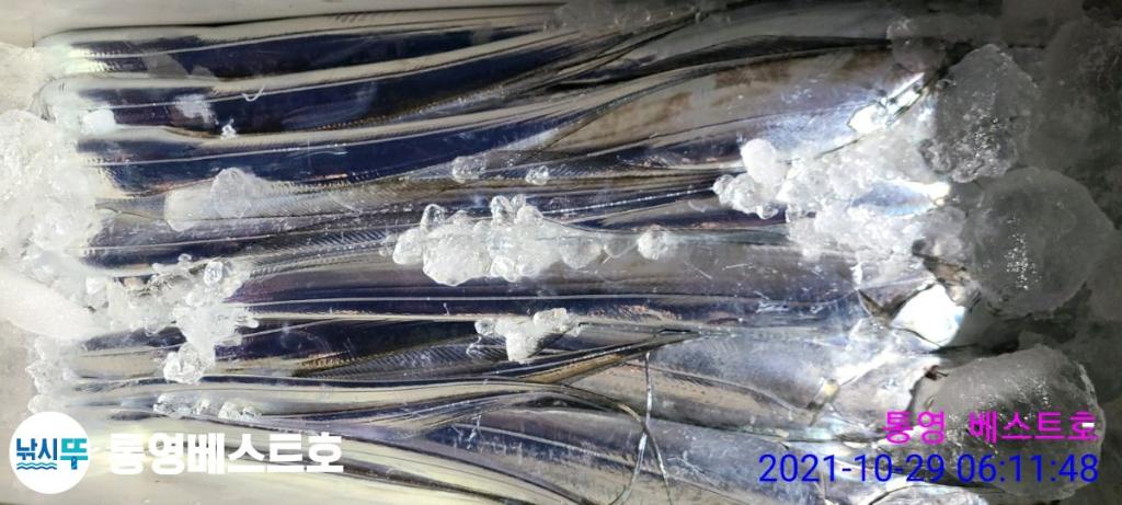 낚시뚜,갈치,풍화중부마을,통영 베스트호,낚시뚜10