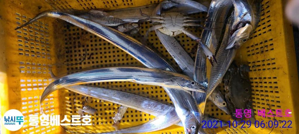 낚시뚜,갈치,풍화중부마을,통영 베스트호,낚시뚜9