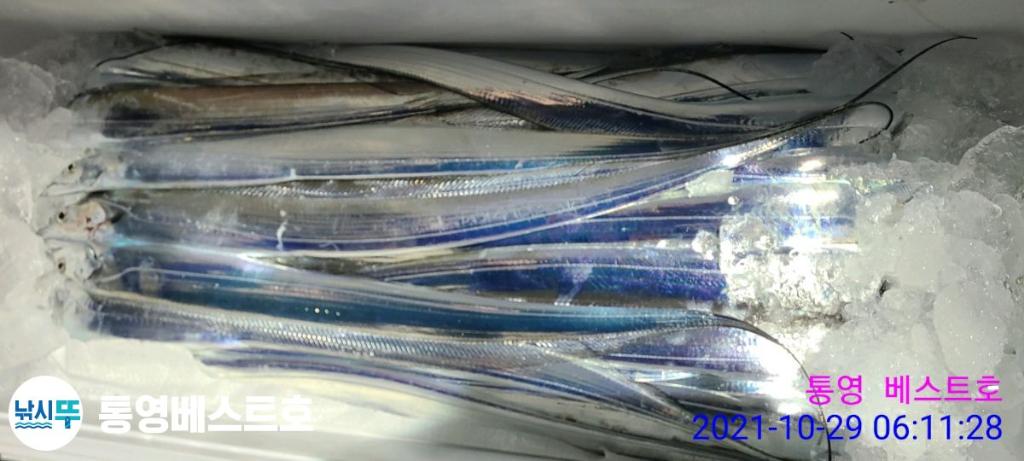 낚시뚜,갈치,풍화중부마을,통영 베스트호,낚시뚜7