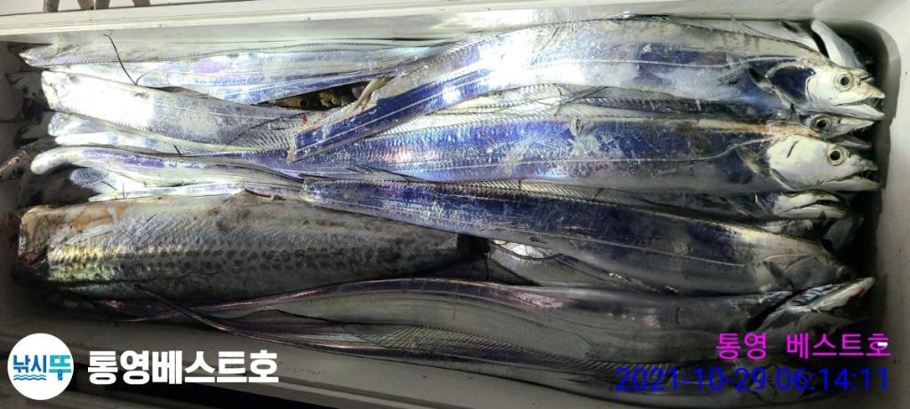 낚시뚜,갈치,풍화중부마을,통영 베스트호,낚시뚜4