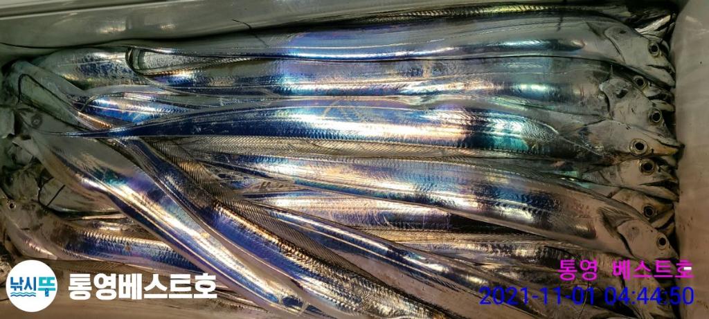 낚시뚜,갈치,풍화중부마을,통영 베스트호,낚시뚜21