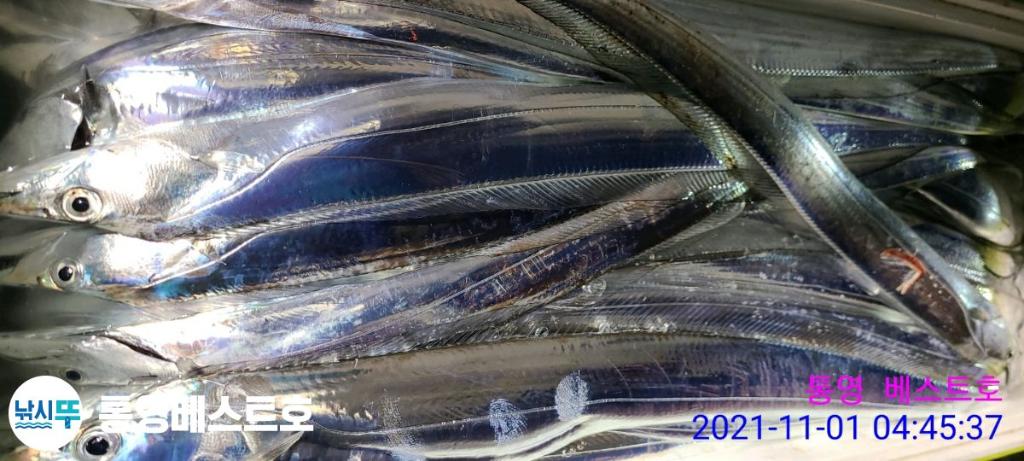 낚시뚜,갈치,풍화중부마을,통영 베스트호,낚시뚜19