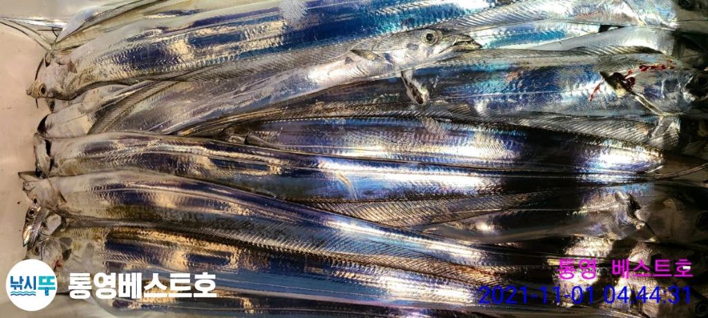 낚시뚜,갈치,풍화중부마을,통영 베스트호,낚시뚜18