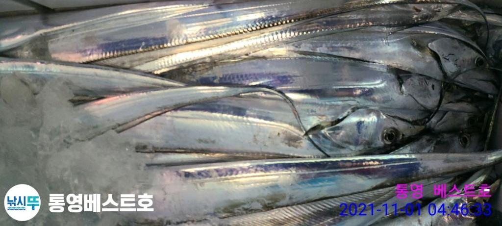 낚시뚜,갈치,풍화중부마을,통영 베스트호,낚시뚜17