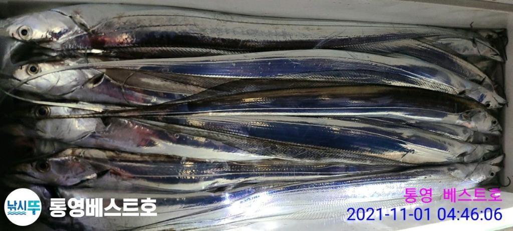 낚시뚜,갈치,풍화중부마을,통영 베스트호,낚시뚜15