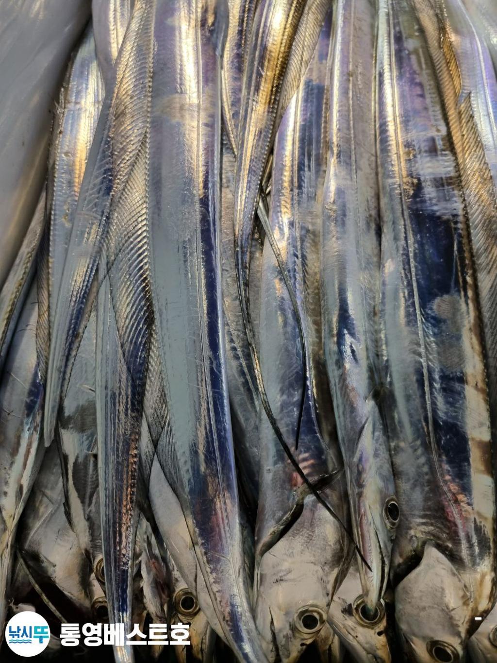 낚시뚜,갈치,풍화중부마을,통영 베스트호,낚시뚜14