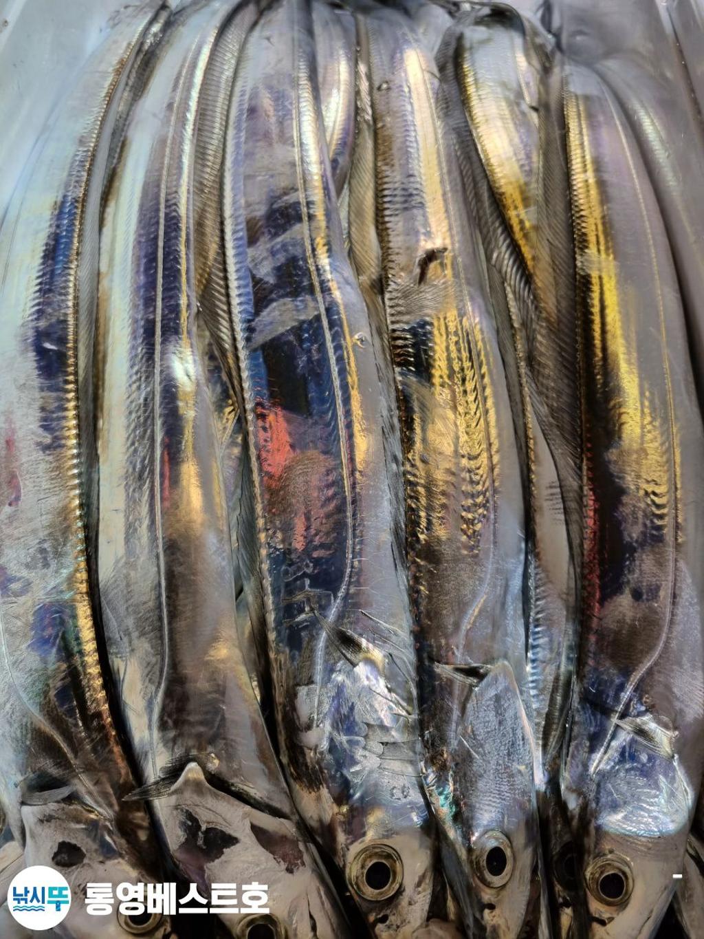 낚시뚜,갈치,풍화중부마을,통영 베스트호,낚시뚜12