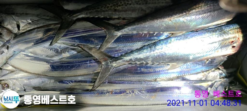 낚시뚜,갈치,풍화중부마을,통영 베스트호,낚시뚜5