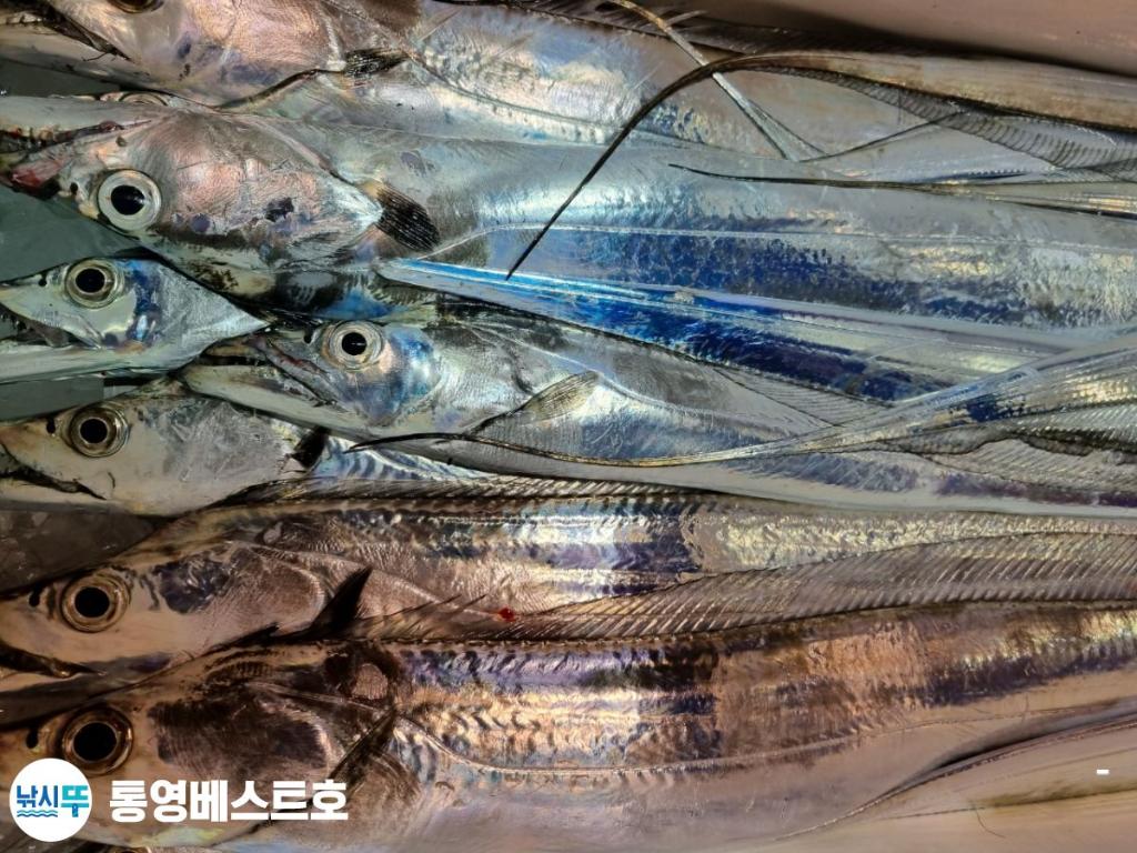 낚시뚜,갈치,풍화중부마을,통영 베스트호,낚시뚜16