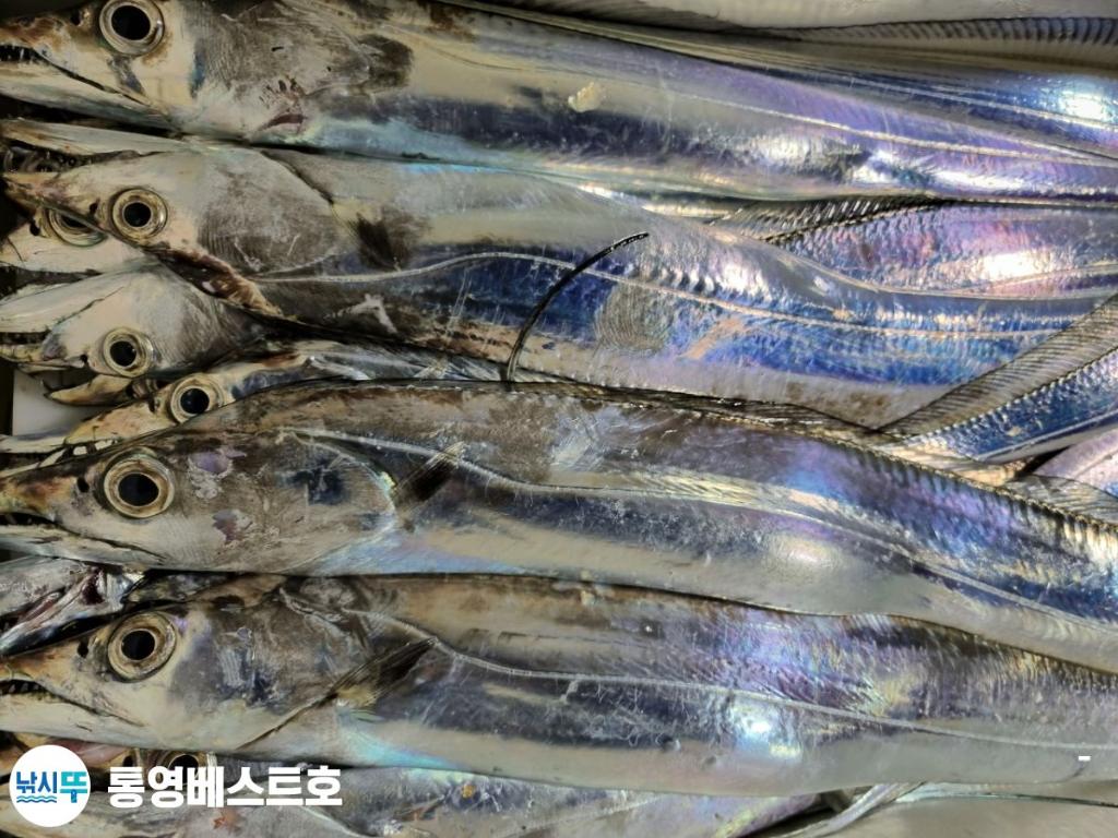 낚시뚜,갈치,풍화중부마을,통영 베스트호,낚시뚜15