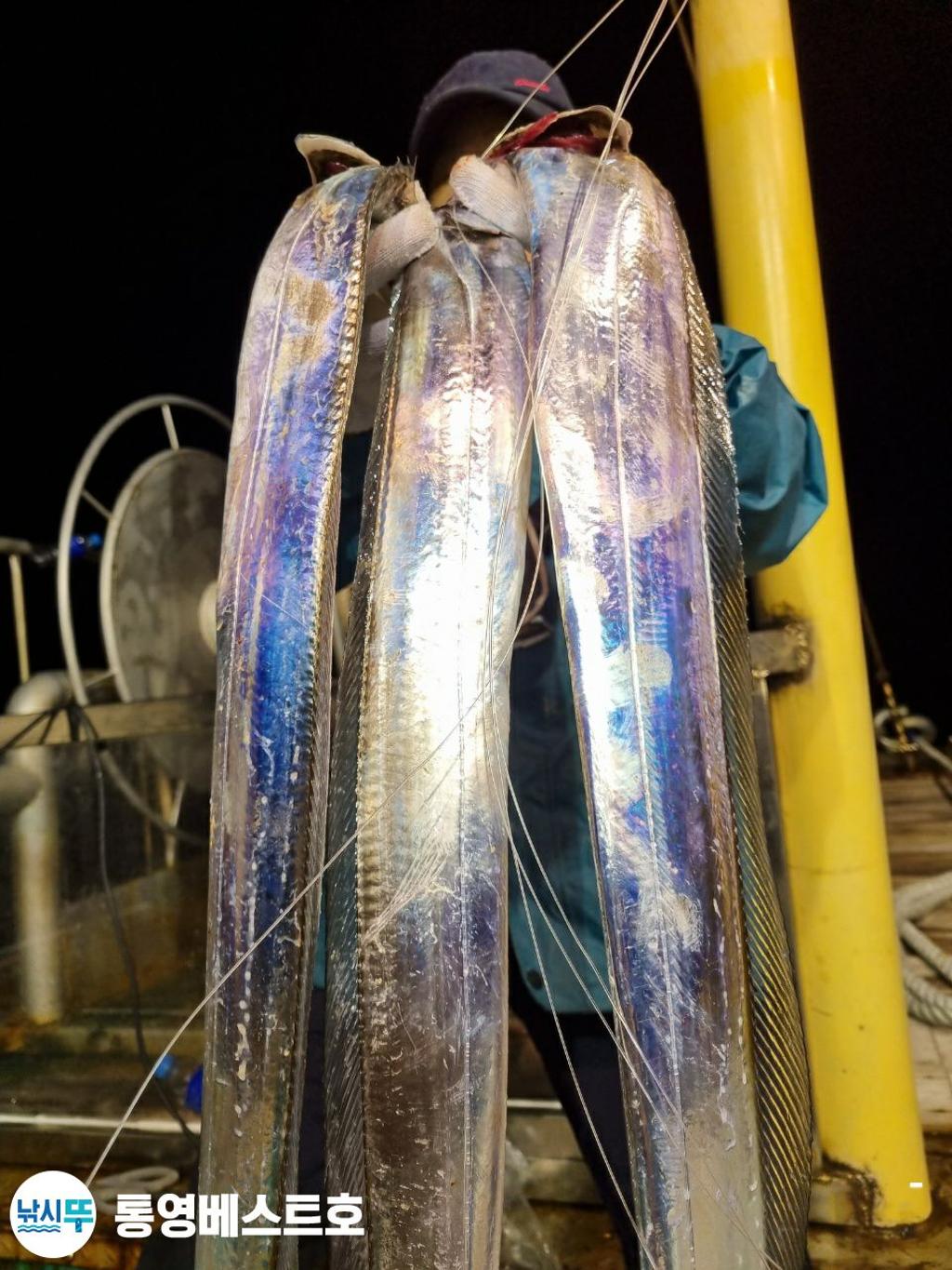 낚시뚜,갈치,풍화중부마을,통영 베스트호,낚시뚜14