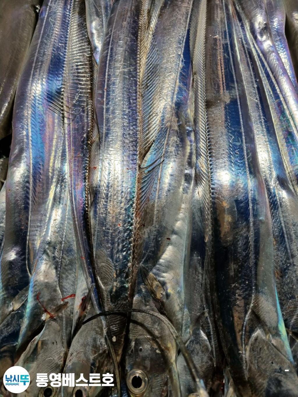 낚시뚜,갈치,풍화중부마을,통영 베스트호,낚시뚜12