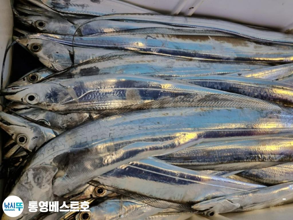 낚시뚜,갈치,풍화중부마을,통영 베스트호,낚시뚜10