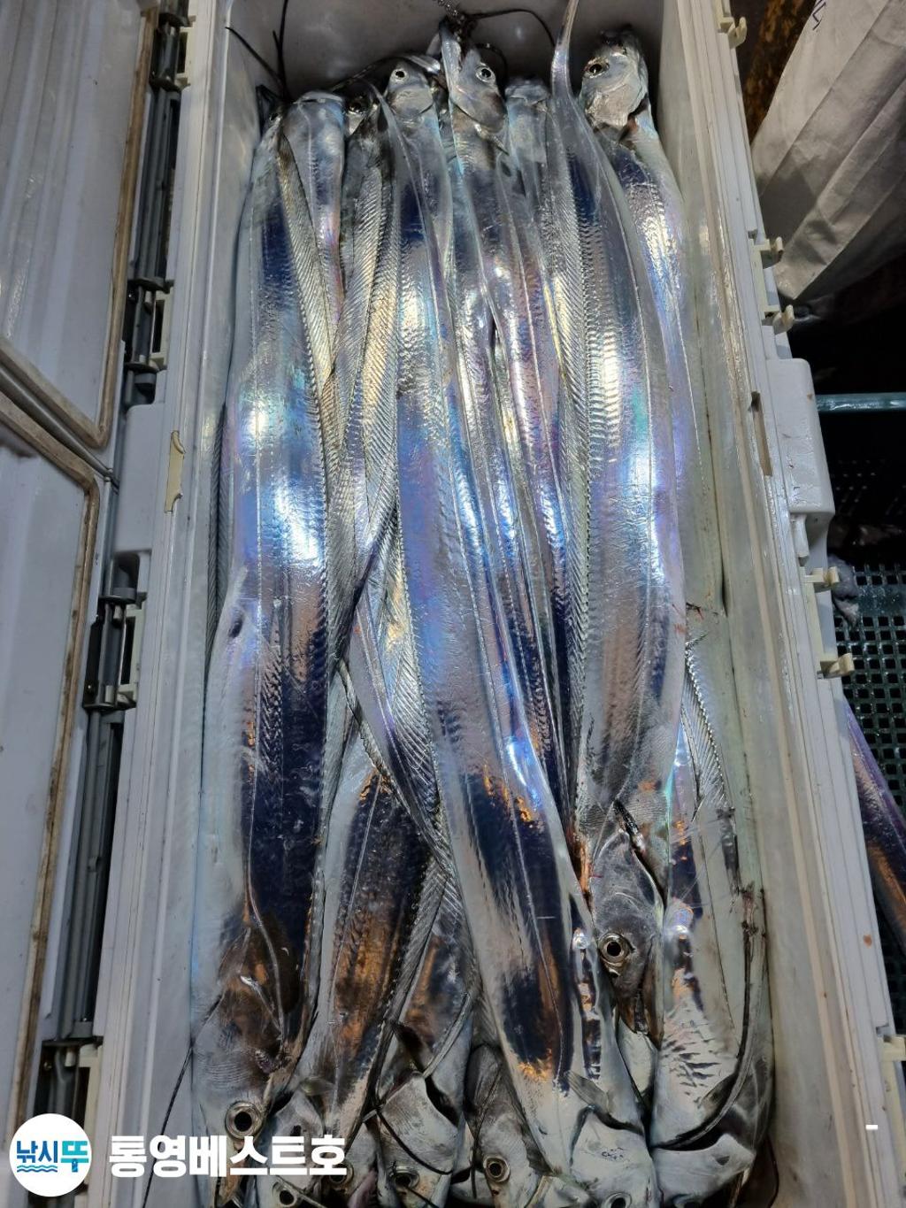 낚시뚜,갈치,풍화중부마을,통영 베스트호,낚시뚜9