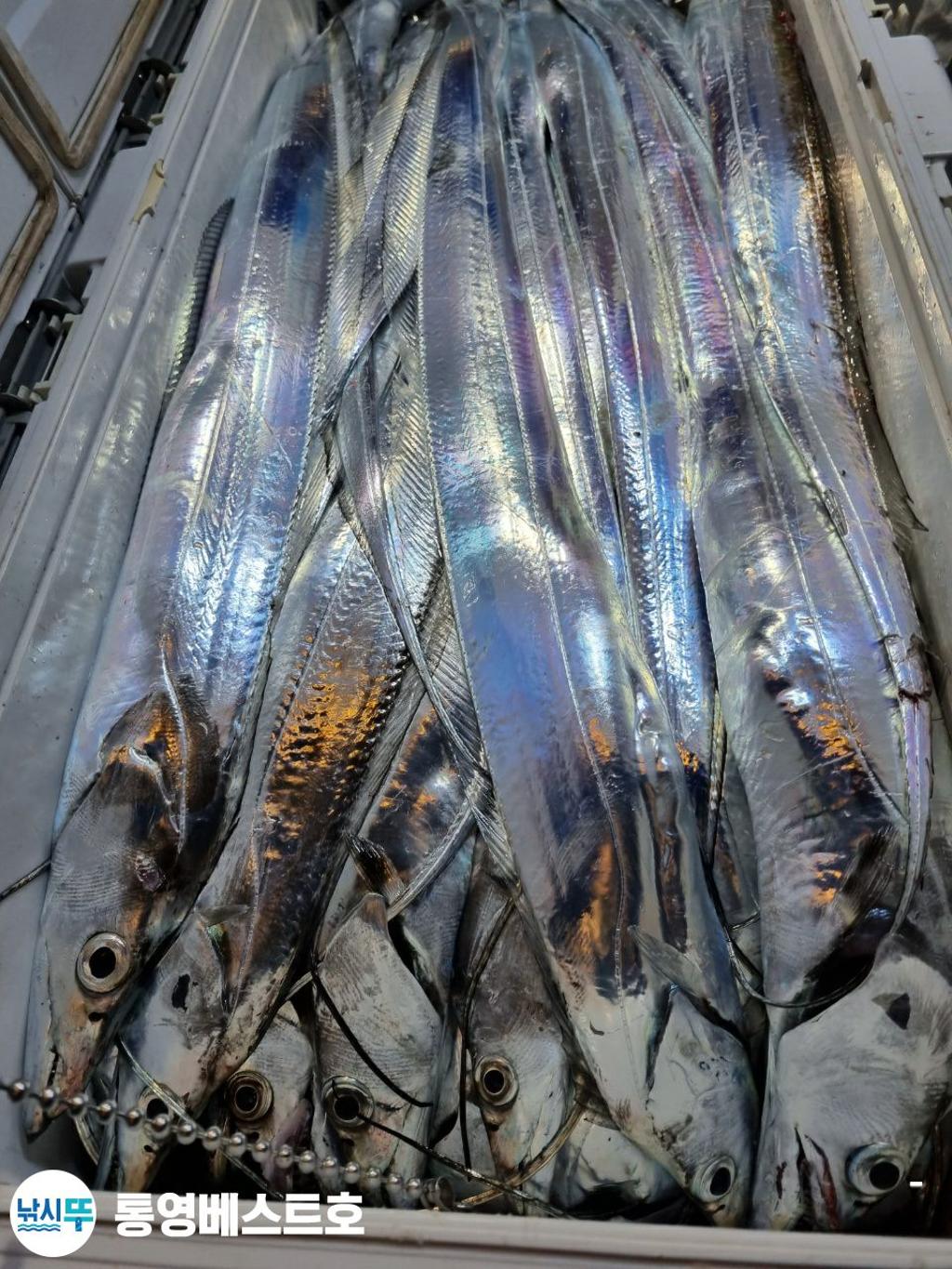 낚시뚜,갈치,풍화중부마을,통영 베스트호,낚시뚜0