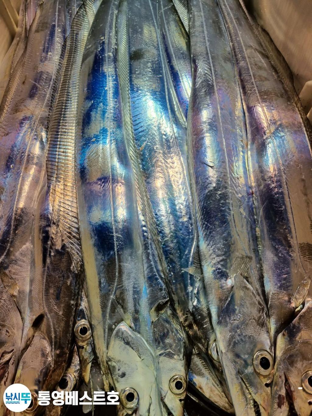 낚시뚜,갈치,풍화중부마을,통영 베스트호,낚시뚜6