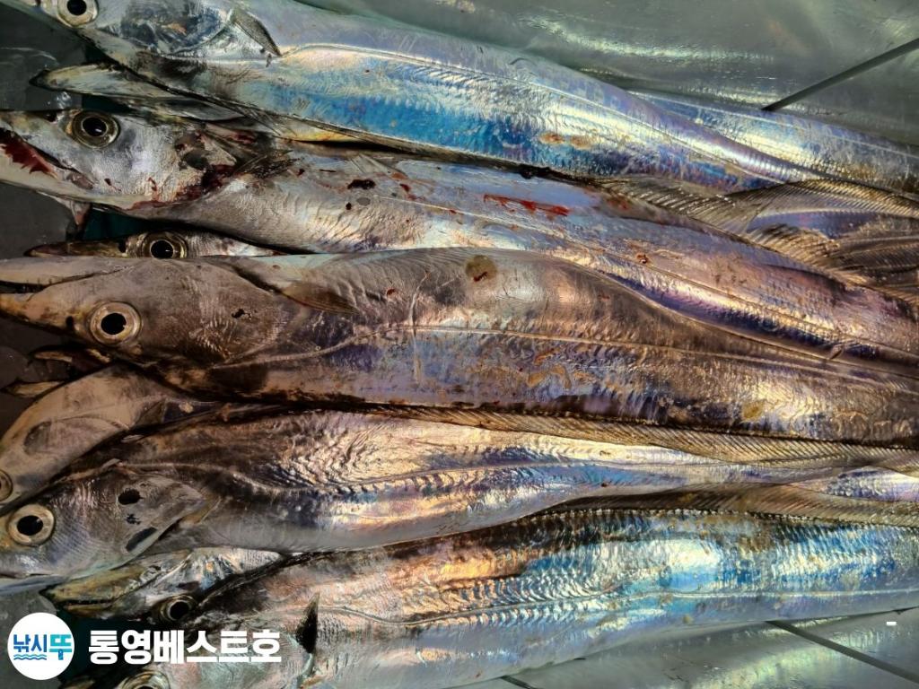 낚시뚜,갈치,풍화중부마을,통영 베스트호,낚시뚜5