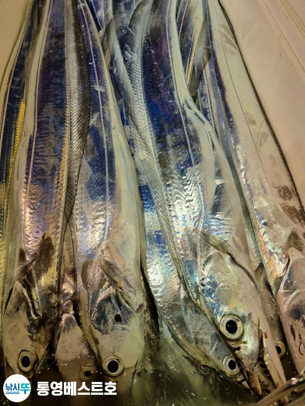 낚시뚜,갈치,풍화중부마을,통영 베스트호,낚시뚜2