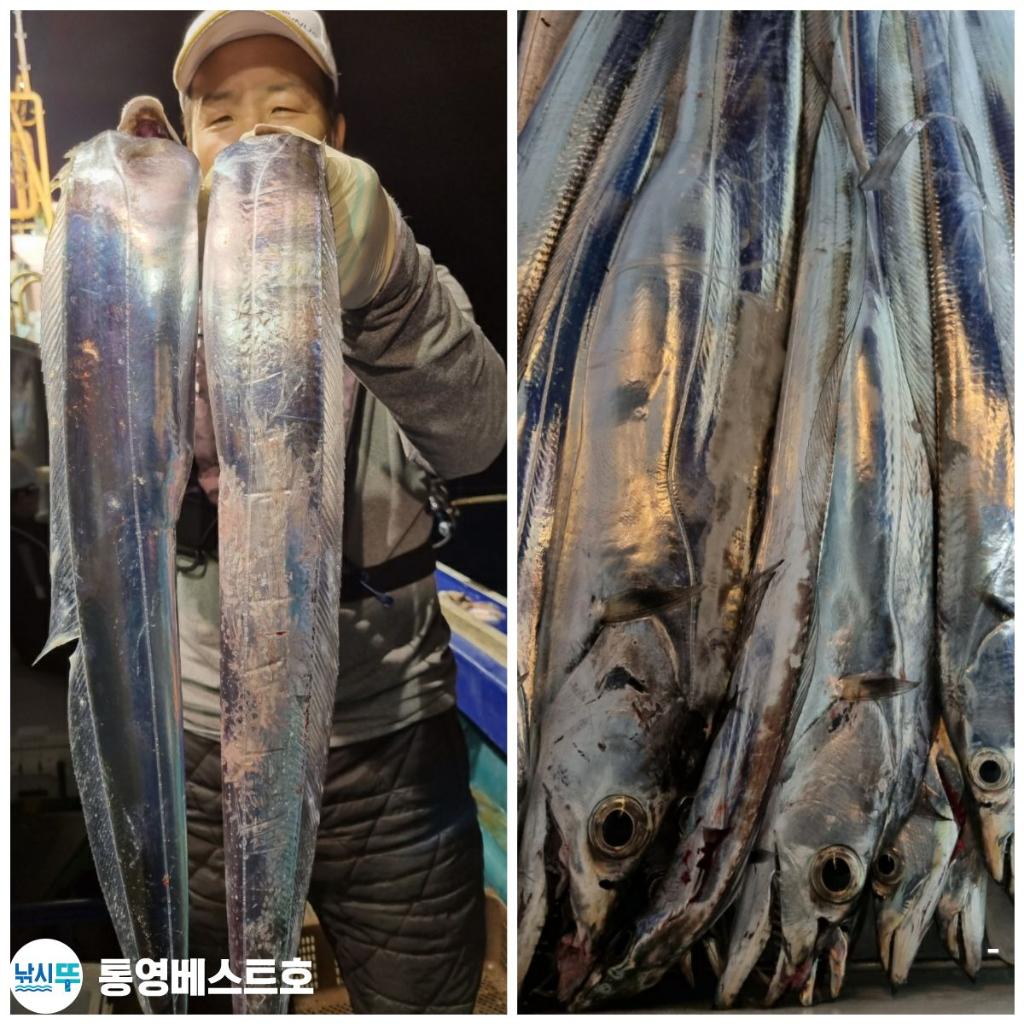 낚시뚜,갈치,풍화중부마을,통영 베스트호,낚시뚜3