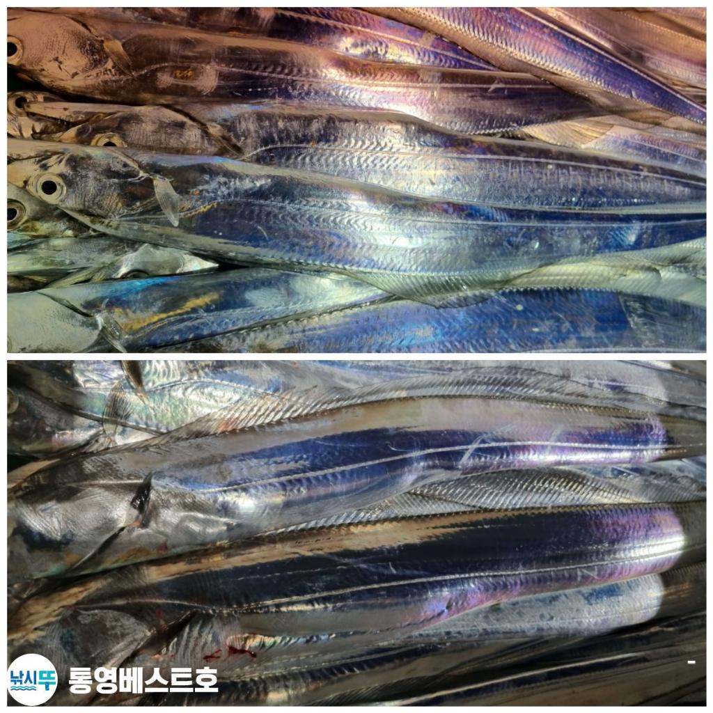 낚시뚜,갈치,풍화중부마을,통영 베스트호,낚시뚜2