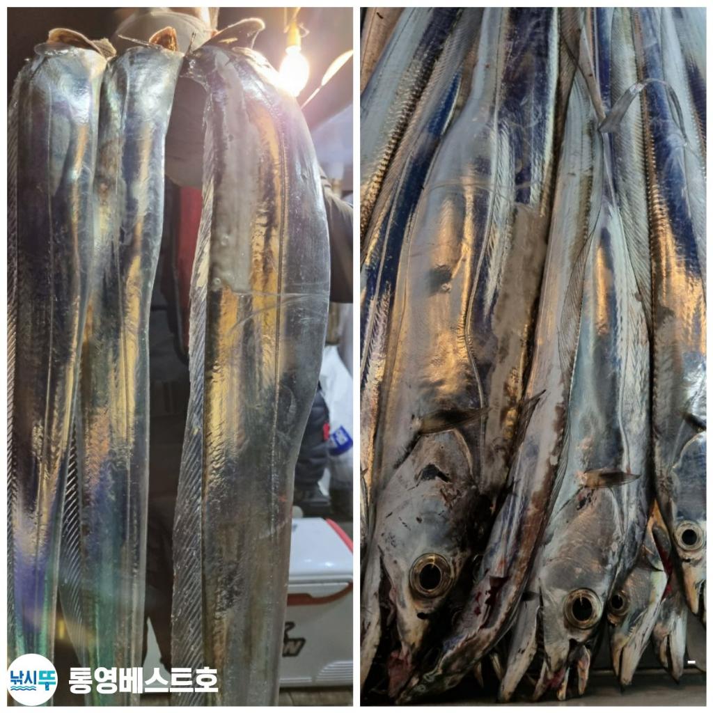 낚시뚜,갈치,풍화중부마을,통영 베스트호,낚시뚜1