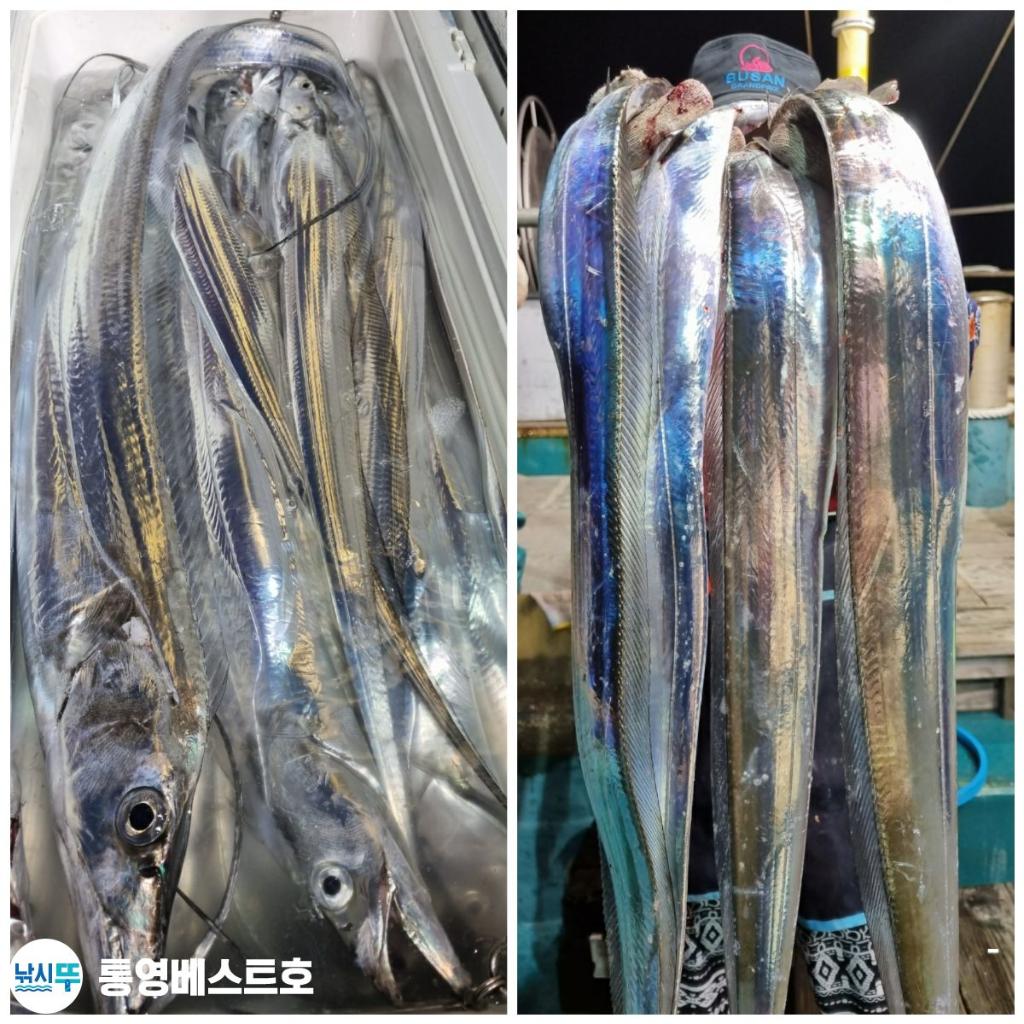 낚시뚜,갈치,풍화중부마을,통영 베스트호,낚시뚜0