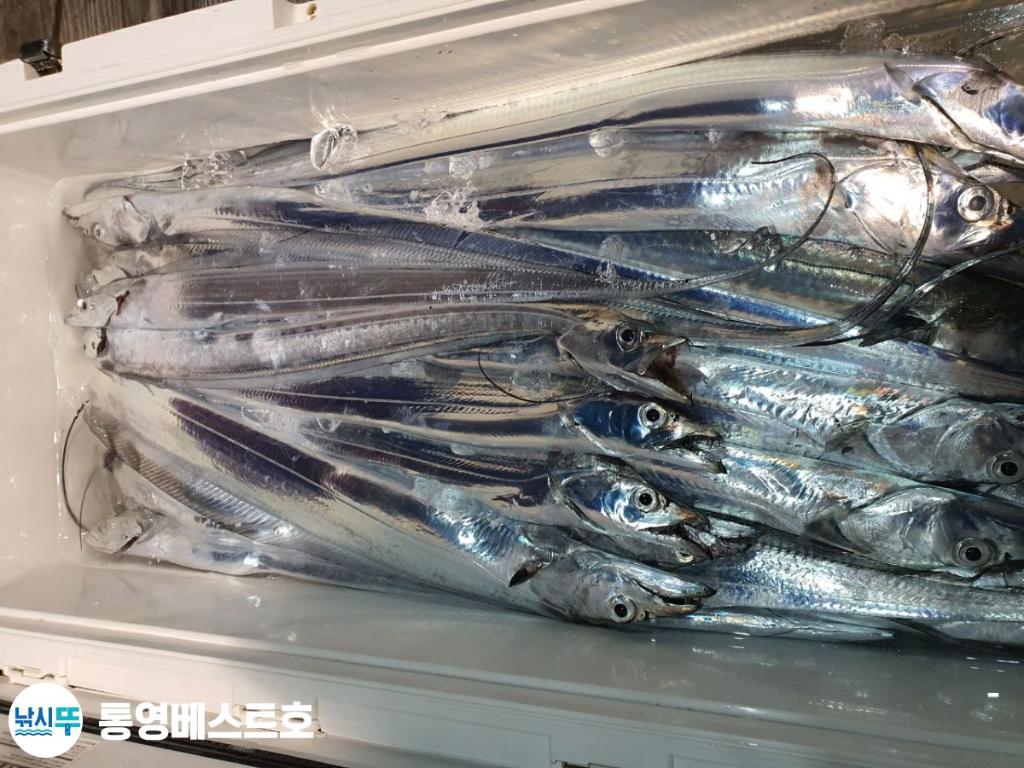 낚시뚜,갈치,풍화중부마을,통영 베스트호,낚시뚜10