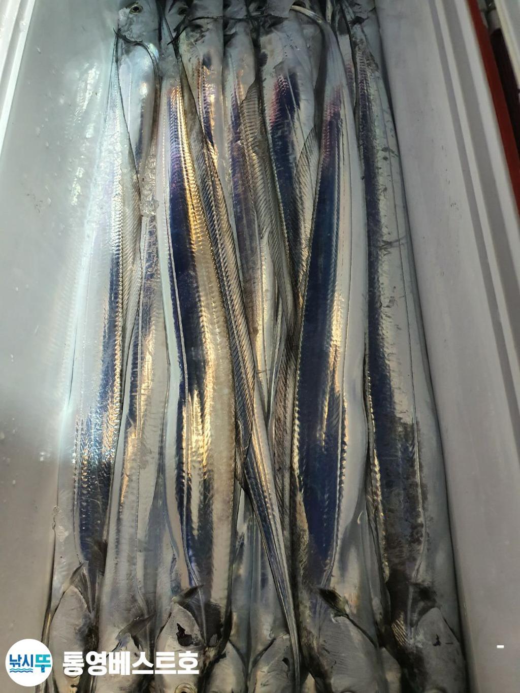 낚시뚜,갈치,풍화중부마을,통영 베스트호,낚시뚜7