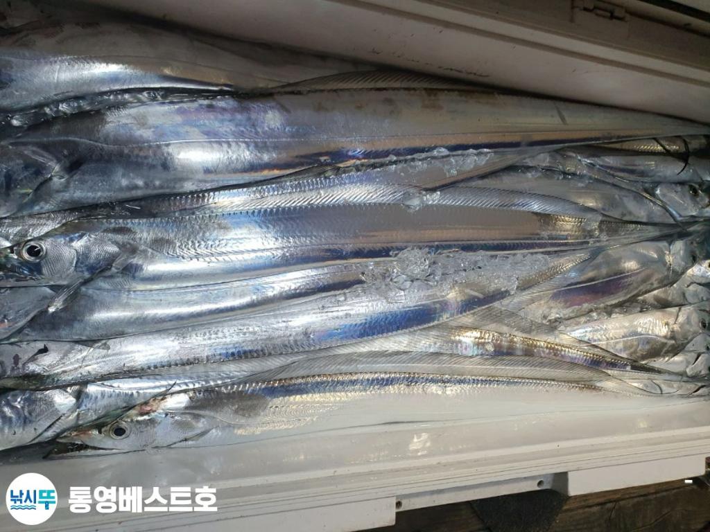 낚시뚜,갈치,풍화중부마을,통영 베스트호,낚시뚜6