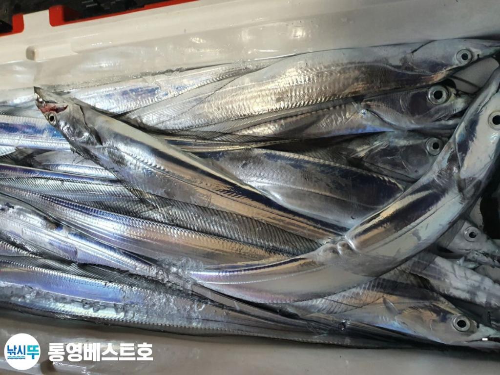 낚시뚜,갈치,풍화중부마을,통영 베스트호,낚시뚜4