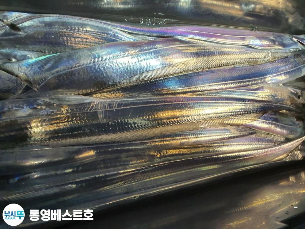 낚시뚜,갈치,풍화중부마을,통영 베스트호,낚시뚜1