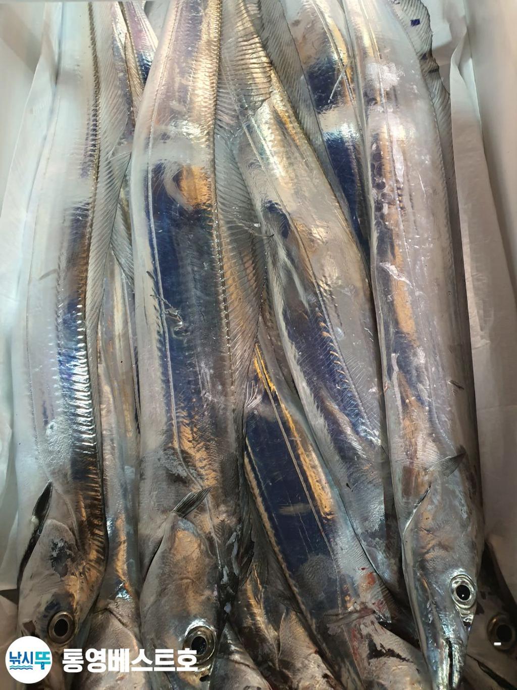 낚시뚜,갈치,풍화중부마을,통영 베스트호,낚시뚜0